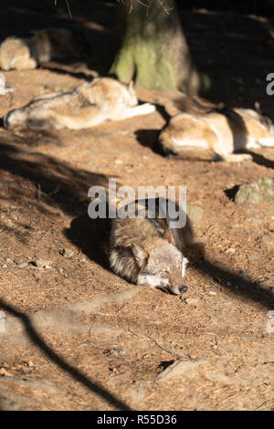 Einen Satz wilde Wölfe sind schlafen in der Sonne. Ein Wolf im Vordergrund. Stockfoto