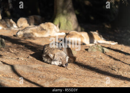 Einen Satz wilde Wölfe sind schlafen in der Sonne. Ein Wolf im Vordergrund. Stockfoto