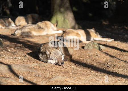 Einen Satz wilde Wölfe sind schlafen in der Sonne. Ein Wolf im Vordergrund. Stockfoto