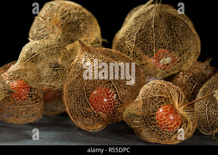 Getrocknete Blume Skelett der Chinesische Laterne Anlage (Physalis Alkekengi) schließen mit der roten Früchten Samen im Inneren auf Schiefer mit einem schwarzen Hintergrund Stockfoto