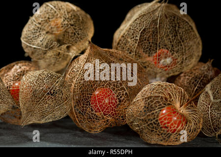 Getrocknete Blume Skelett der Chinesische Laterne Anlage (Physalis Alkekengi) schließen mit der roten Früchten Samen im Inneren auf Schiefer mit einem schwarzen Hintergrund Stockfoto