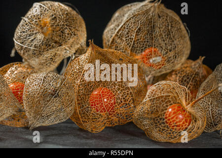 Getrocknete Blume Skelett der Chinesische Laterne Anlage (Physalis Alkekengi) schließen mit der roten Früchten Samen im Inneren auf Schiefer mit einem schwarzen Hintergrund Stockfoto