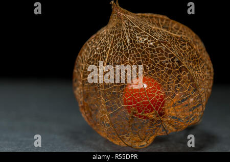 Getrocknete Blume Skelett der Chinesische Laterne Anlage (Physalis Alkekengi) schließen mit der roten Früchten Samen im Inneren auf Schiefer mit einem schwarzen Hintergrund Stockfoto