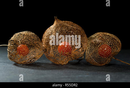 Getrocknete Blume Skelett der Chinesische Laterne Anlage (Physalis Alkekengi) schließen mit der roten Früchten Samen im Inneren auf Schiefer mit einem schwarzen Hintergrund Stockfoto