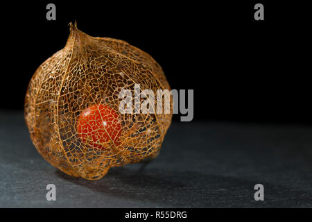 Getrocknete Blume Skelett der Chinesische Laterne Anlage (Physalis Alkekengi) schließen mit der roten Früchten Samen im Inneren auf Schiefer mit einem schwarzen Hintergrund Stockfoto