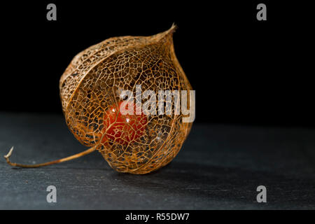 Getrocknete Blume Skelett der Chinesische Laterne Anlage (Physalis Alkekengi) schließen mit der roten Früchten Samen im Inneren auf Schiefer mit einem schwarzen Hintergrund Stockfoto