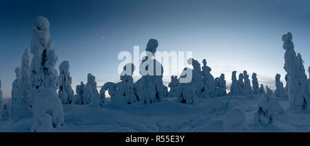 Monolithische Tykkylumi stand watch Fichte unter der Vertiefung Nachthimmel, stehend auf einem Berg in der Nähe von Ruka. Stockfoto