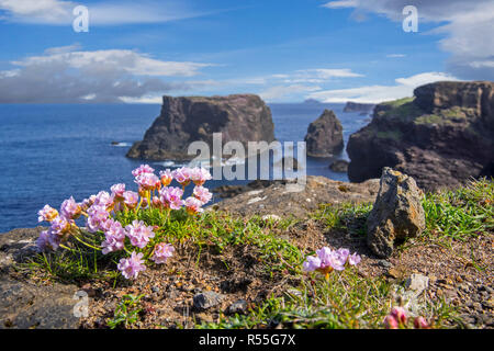 Meer rosa/Meer Sparsamkeit (Armeria maritima) in Blüte im Frühjahr auf der Klippe in Eshaness/Esha Ness, Northmavine, Festland, Shetlandinseln, Schottland Stockfoto