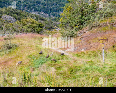 Spur der Insel wandern, Paseo de la Isla, und Berggebieten oder Magellan Gänse in Tierra del Fuego National Park, Patagonien, Argentinien Stockfoto