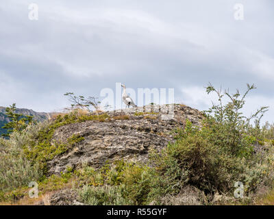 Männliche Hochland oder Magellan Gans, Chloephaga picta, auf Felsen in Tierra del Fuego National Park, Patagonien, Argentinien Stockfoto