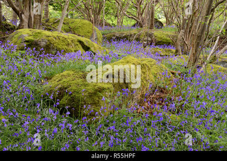 Blue Bells im Parc Gelli Holz nahe Tregarth im Norden von Wales, die Teil des Parc Gelli Hütte Gruppe und alten Feldern Geplante alten Denkmal. Stockfoto