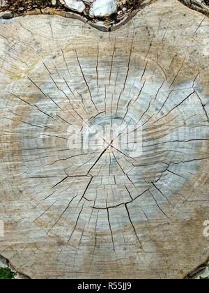 Ansicht von oben auf der Schnittfläche eines alten Baumes. Nahaufnahme Stockfoto