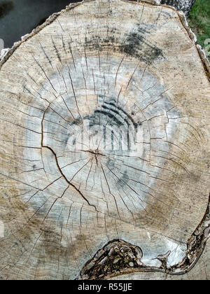 Schnittfläche von alten Birke. Ansicht von oben. Nahaufnahme Stockfoto