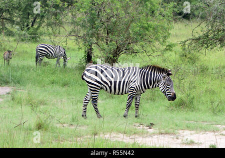 Burchell's Zebra (Equus quagga) Beweidung auf trockenem Gras. Queen Elizabeth National Park, Uganda. Stockfoto