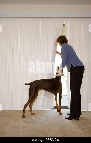 Frau mit Dobermann suchen von Jalousien Stockfoto