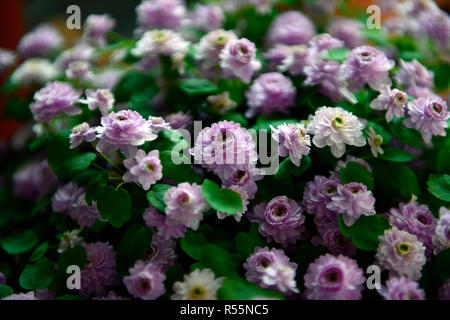 Anemonella thalictroides forma rosea Oscar Schoaf, Rosa, Doppel, Blumen, Stauden, Schatten, Schatten, schattig, Holz, Wald, Pflanze, Blüte, RM Floral Stockfoto