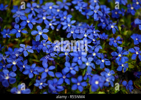 Feder Enzian, Gentiana verna, blau, Blume, Blumen, Blüten, Frühling, alpine, alpines, Pflanzen, RM Floral Stockfoto