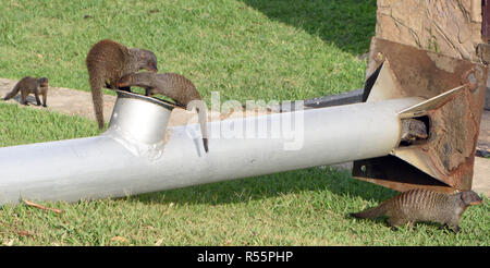 Eine Familie von Banded mongoose (Mungos mungo) ein Rohr zu untersuchen. Queen Elizabeth National Park, Uganda. Stockfoto