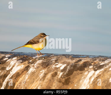 Gebirgsstelze (Motacilla cinerea) Nahrungssuche an den Ufern eines Reservoirs in Großbritannien während eines kalten sonnigen, herbstlichen Morgen. Stockfoto