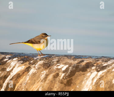 Gebirgsstelze (Motacilla cinerea) Nahrungssuche an den Ufern eines Reservoirs in Großbritannien während eines kalten sonnigen, herbstlichen Morgen. Stockfoto