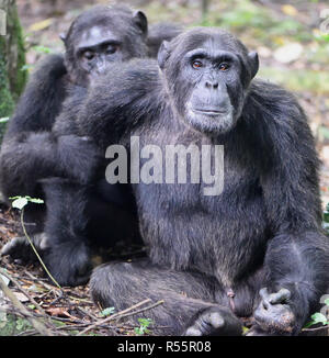 Eine dominierende männliche Gemeinsame Schimpanse (Pan troglodytes) ist gepflegt, während er nach einem Morgen herumsuchen entspannt. Kibale Forest Nationalpark, Uganda. Stockfoto