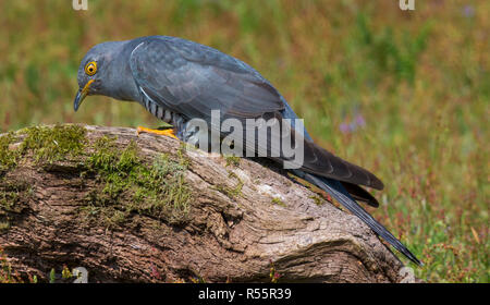Eurasischen Kuckuck auf Holz- Zweig und stumpf thursley gemeinsame Surrey uk gehockt Stockfoto