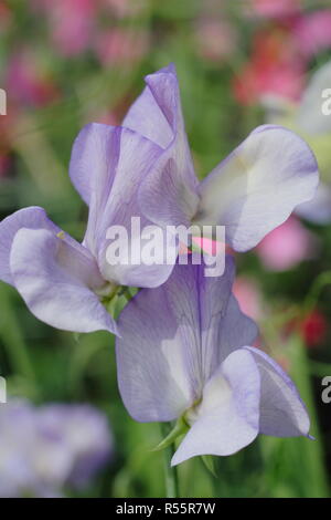 Lathyrus Odoratus "Kingfisher", eine moderne grandiflora Sweet pea Blüte in einem Englischen schneiden Garten, Sommer, Großbritannien Stockfoto