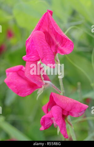 Lathyrus Odoratus "Zorija Rose', eine moderne grandiflora Sweet Pea, Blüte in einem Englischen schneiden Garten, Sommer, Großbritannien Stockfoto