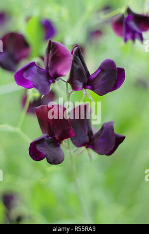 Lathyrus Odoratus. Blühende Lathyrus Odoratus "fast schwarz" Sweet pea Anlage Stockfoto