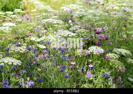 Sommer Anzeige der Blumen zu schneiden "Die Pickery' in Easton, ummauerten Garten, Easton, Lincolnshire, England, UK. Ammi majus, Kornblumen und mehr. Stockfoto