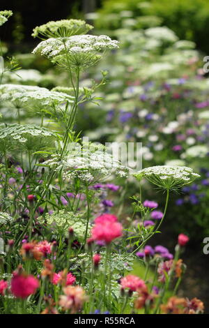 Sommer Anzeige der Blumen zu schneiden "Die Pickery' in Easton, ummauerten Garten, Easton, Lincolnshire, England, UK. Ammi majus, Kornblumen und mehr. Stockfoto