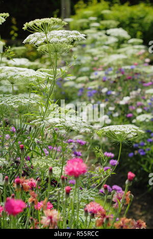 Sommer Anzeige der Blumen zu schneiden "Die Pickery' in Easton, ummauerten Garten, Easton, Lincolnshire, England, UK. Ammi majus, Kornblumen und mehr. Stockfoto