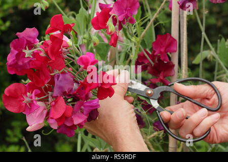 Lathyrus Odoratus. Schneidet ein Bund Sweet pea Blumen im Sommergarten, Großbritannien Stockfoto