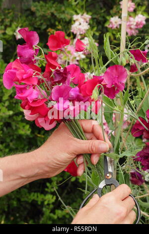 Lathyrus Odoratus. Schneidet ein Bund Sweet pea Blumen im Sommergarten, Großbritannien Stockfoto