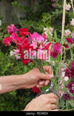 Lathyrus Odoratus. Schneidet ein Bund Sweet pea Blumen im Sommergarten, Großbritannien Stockfoto