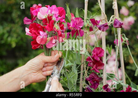 Lathyrus Odoratus. Schneidet ein Bund Sweet pea Blumen im Sommergarten, Großbritannien Stockfoto