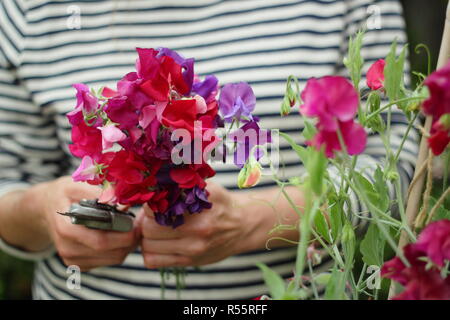 Lathyrus Odoratus. Die Kommissionierung ein Bündel von Sweet pea Blumen im Sommergarten, Großbritannien Stockfoto