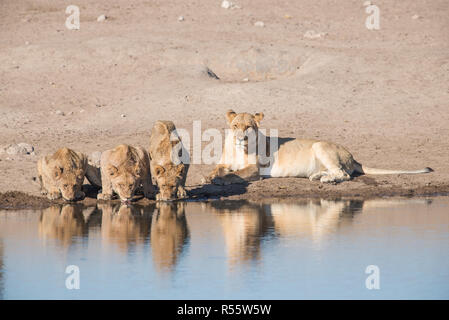 Lion stolz das Trinken aus einem Wasserloch Stockfoto
