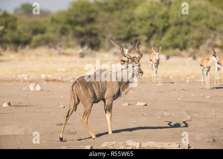 Männliche Kudu mit Big Horn in der offenen Landschaft Stockfoto