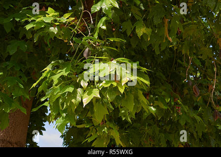 Zweig der Brachychiton acerifolius Baum mit Früchten und Blumen Stockfoto