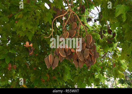 Zweig der Brachychiton acerifolius Baum mit Früchten und Blumen Stockfoto