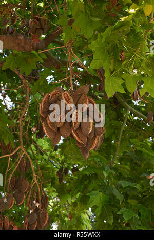 Zweig der Brachychiton acerifolius Baum mit Früchten und Blumen Stockfoto