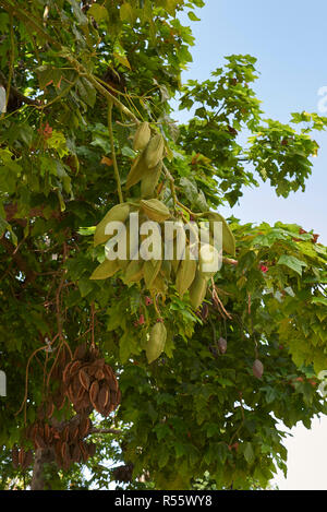 Zweig der Brachychiton acerifolius Baum mit Früchten und Blumen Stockfoto
