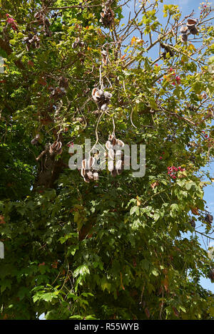 Zweig der Brachychiton acerifolius Baum mit Früchten und Blumen Stockfoto