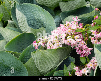 Große Blaue graue Blätter der Hosta 'Abiqua trinken Kürbis 'Kontrast mit dem rosa und weißen Blüten von Deutzia 'Iris Alford' im Frühsommer Anzeige Stockfoto