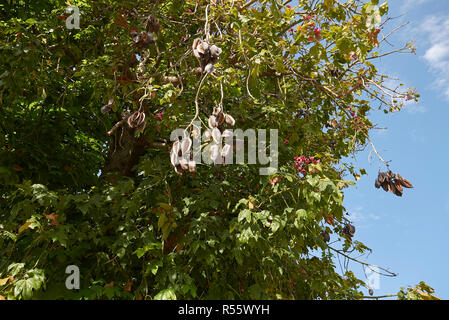 Zweig der Brachychiton acerifolius Baum mit Früchten und Blumen Stockfoto