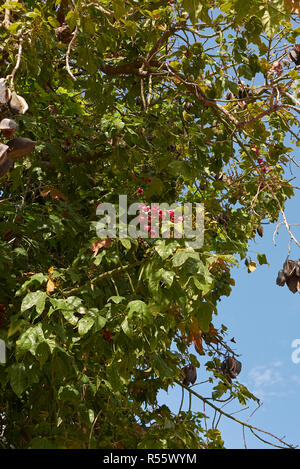 Zweig der Brachychiton acerifolius Baum mit Früchten und Blumen Stockfoto