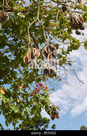 Zweig der Brachychiton acerifolius Baum mit Früchten und Blumen Stockfoto