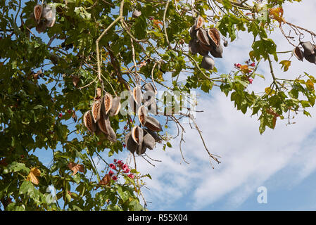 Zweig der Brachychiton acerifolius Baum mit Früchten und Blumen Stockfoto