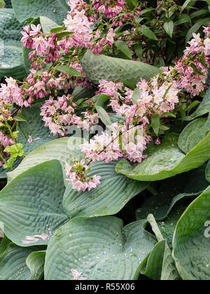 Große Blaue graue Blätter der Hosta 'Abiqua trinken Kürbis 'Kontrast mit dem rosa und weißen Blüten von Deutzia 'Iris Alford' im Frühsommer Anzeige Stockfoto